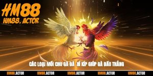 🐓 Các Loại Mồi Cho Gà Đá - Bí Kíp Giúp Chiến Thắng